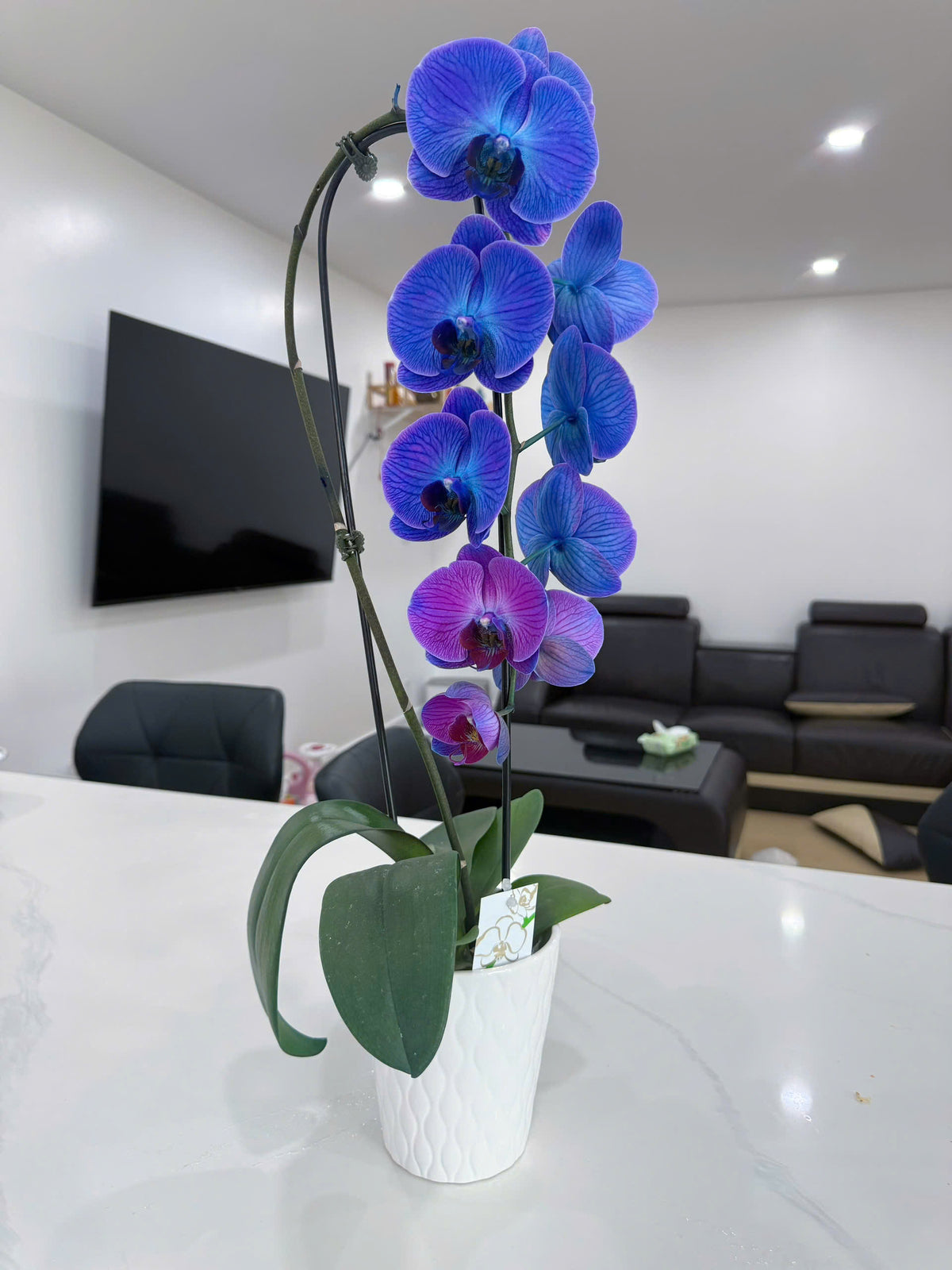 Lan hồ điệp màu xanh tím