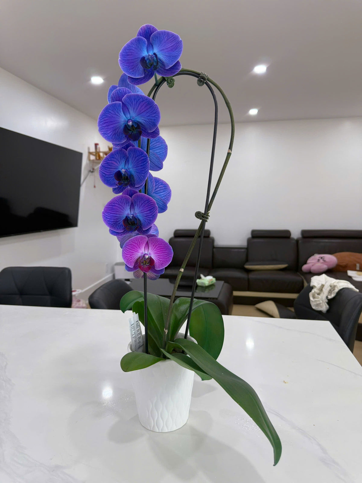 Lan hồ điệp màu xanh tím